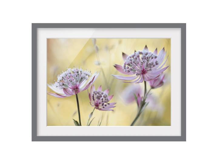 Bild Astrantia Major III Teilmassivholz Kiefer, matt lackiert Violett 55 x 40cm