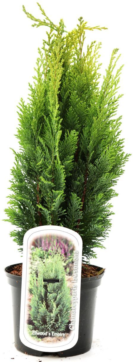 Pflanzen Gelbe Kegelzypresse 30-40 cm 2 L Container