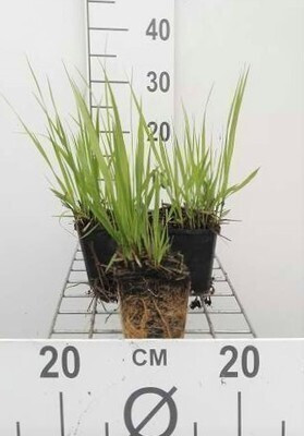 6 x Molinia arundinacea Transparent Pijpgras in pot van 9 x 9 cm van GRDplanten