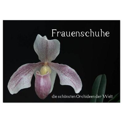 Frauenschuhe - die schönsten Orchideen der Welt (Tischkalender 2026 DIN A5 quer), CALVENDO Monatskalender