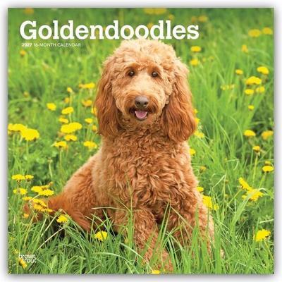 Goldendoodles – Goldendoodle 2027 – 16-Monatskalender