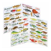 Fischfaltblatt - Mittelmeer