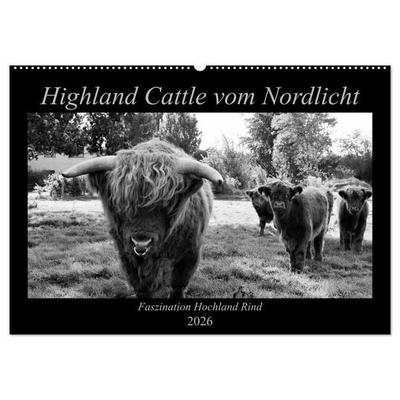 Highland Cattle vom Nordlicht - Faszination Hochland Rind (Wandkalender 2026 DIN A2 quer), CALVENDO Monatskalender