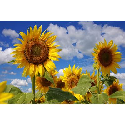 Fototapete PAPERMOON "Sonnenblumen", bunt, B:4,5m L:2,8m, Vlies, Tapeten