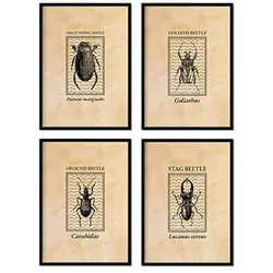 POSTER Set mit 4 von Bettwäsche Käfer gravierten Stil und Sepia Tönen A4 Schwarzer Rahmen