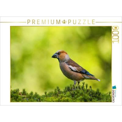 CALVENDO Puzzle Das hübsche KERNBEISSER Männchen von seiner schönsten Seite | 1000 Teile Lege-Größe 64x48cm Foto-Puzzle für glückliche Stunden