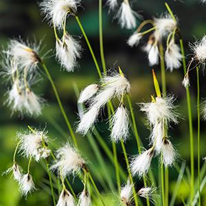 FloraSelf Moerings Eriophorum Angustifolium Veenpluis in 18cm mand