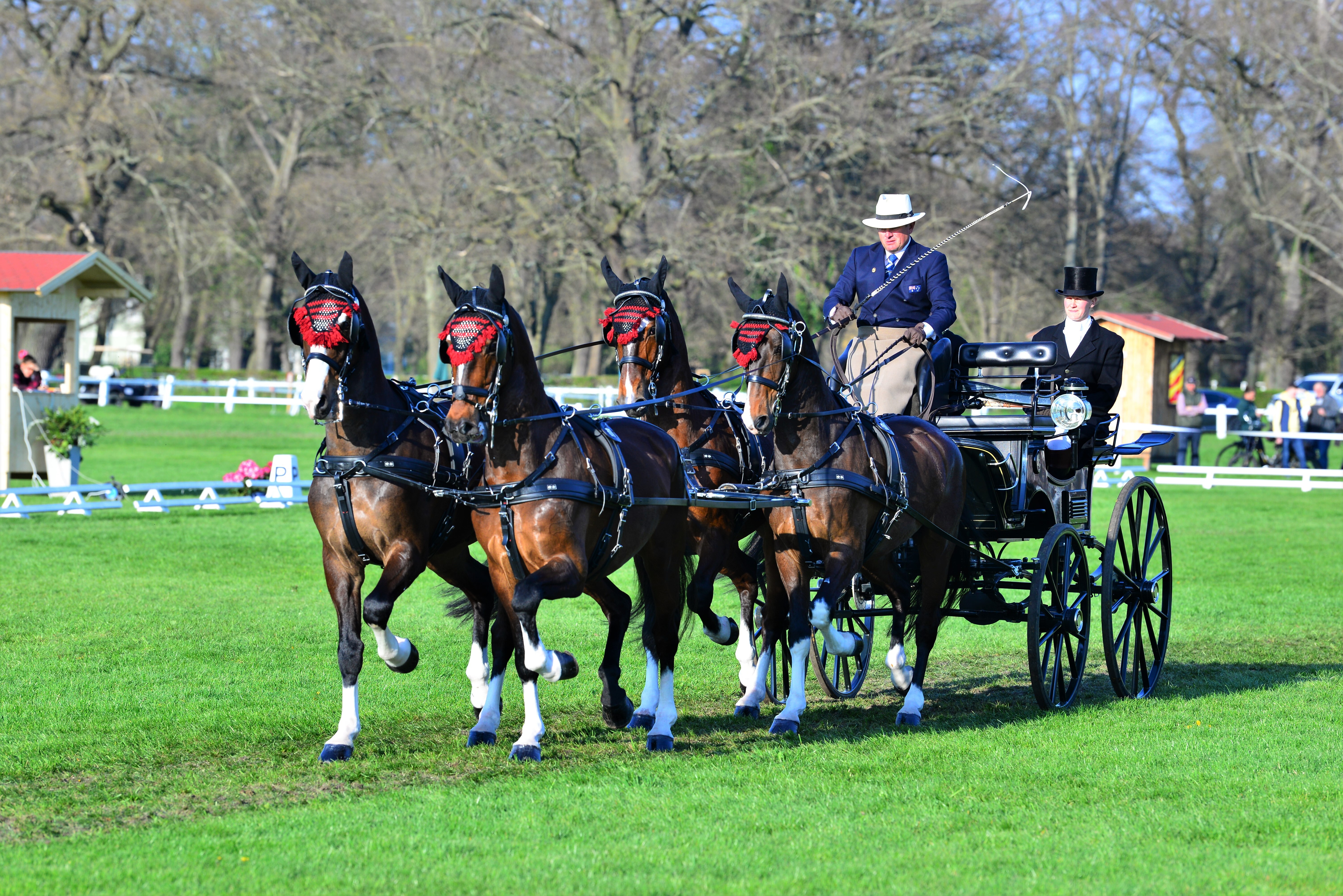 Zilco Vierspännergeschirr "Classic Vierspänner Set" Pony