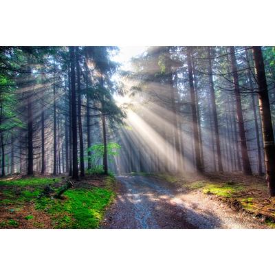 Fototapete PAPERMOON "Waldweg", bunt, B:2m L:1,49m, Vlies, Tapeten