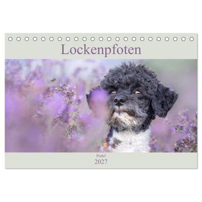 Lockenpfoten 2027 (Tischkalender 2027 DIN A5 quer), CALVENDO Monatskalender