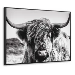 LEINWAND Bilder mit Rahmen - Kuh - Schottischer Hochländer - Schwarz - Weiß - Tier - Natur - Wildtiere - 100x70