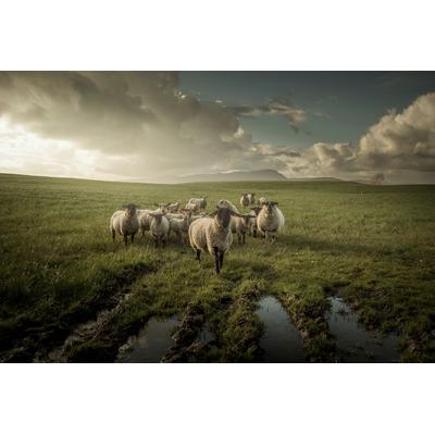 Fototapete PAPERMOON "Photo-Art DAVID AHERN, SCHAF", bunt, B:3,5m L:2,6m, Vlies, Tapeten