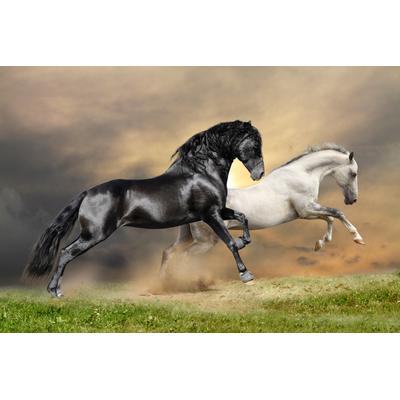Fototapete PAPERMOON "Black and White Horses", bunt, B:2,5m L:1,86m, Vlies, Tapeten
