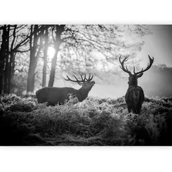Fototapete Deers in the Morning Grau/Schwarz