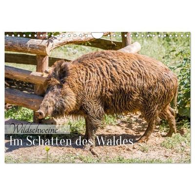 Wildschweine - Im Schatten des Waldes (Wandkalender 2026 DIN A4 quer), CALVENDO Monatskalender