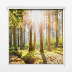 INNENROLLO - Fensterrollo - Rollo - 150x140 cm - Die Sonne bricht durch die Bäume.