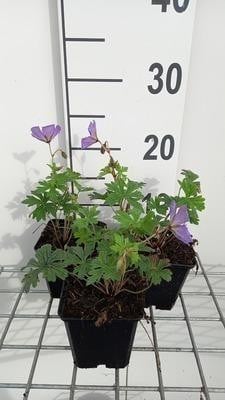 6 x Geranium himalayense Baby Blue Storchensnavel in pot van 9 x 9 cm van GRDplanten