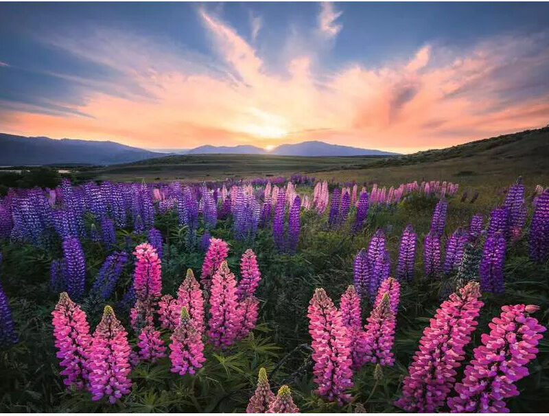 Puzzle 500 pcs Les lupins - Ravensburger