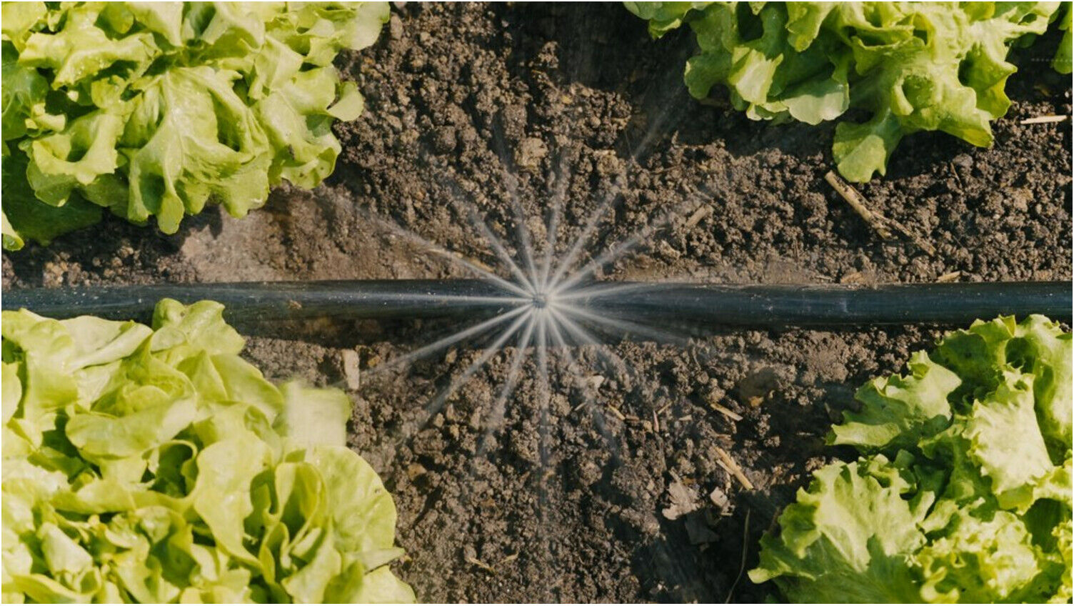 Gardena Tropfbewässerung-Set Gemüse-/Blumenbeet 60 m² (13450-20)