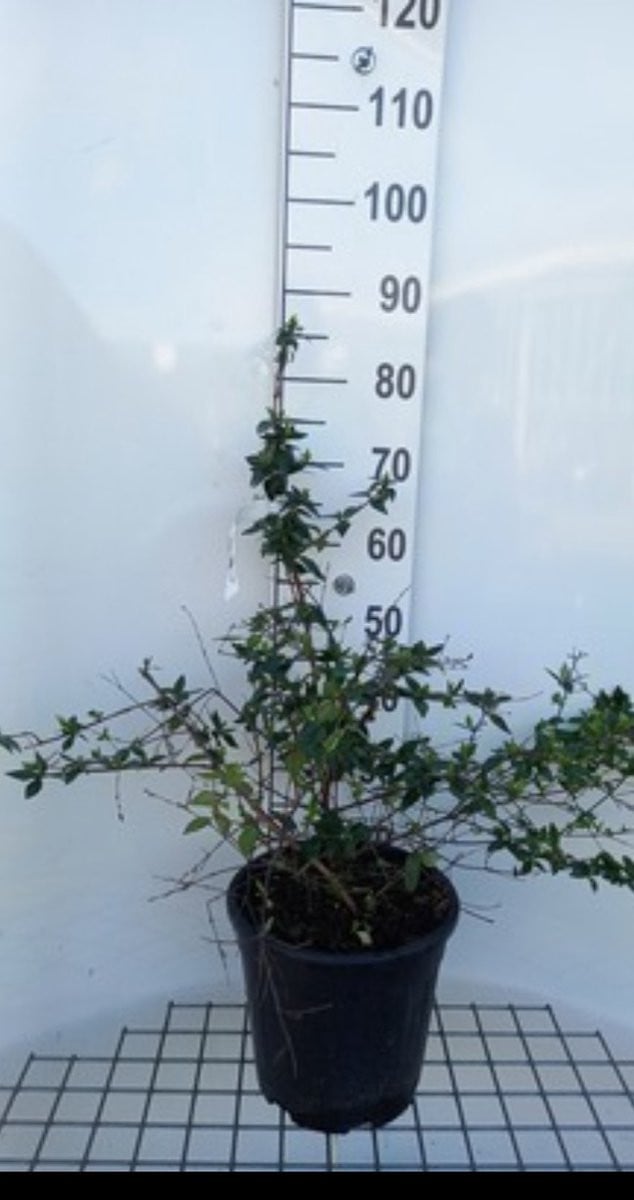 Abelia grandiflora in pot, 50-60 cm