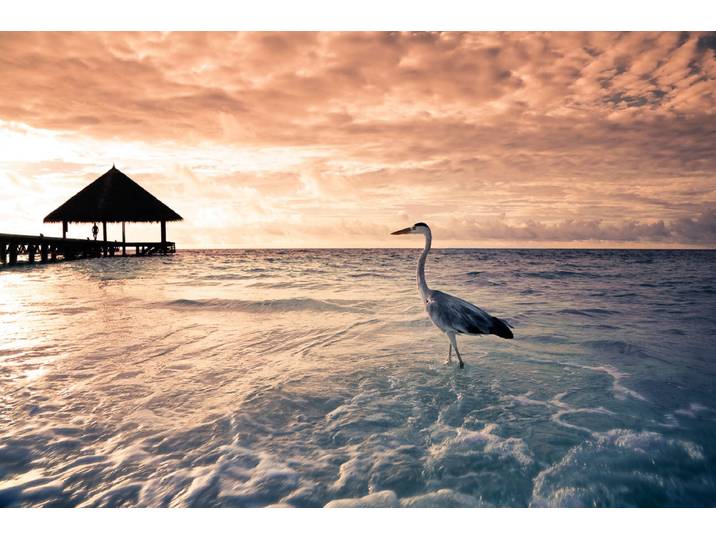 Fototapete PAPERMOON Flamingo Tropical Beach , bunt, B:1,5m L:1,11m, Vlies, Tapeten, Fototapete