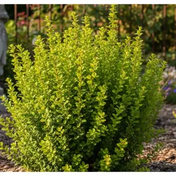 Thunberg-Berberitze – Berberis thunbergii 'Powwow'
