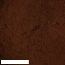 Kreidezeit Pigment Terra di Siena gebrannt - 500 g Becher