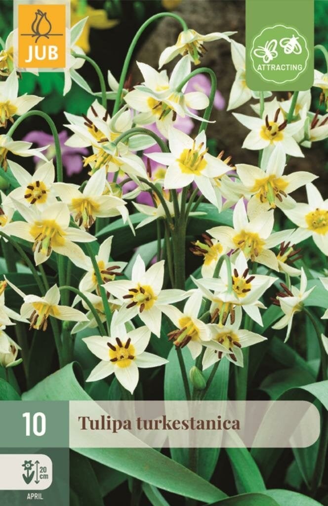 Jub Tulp turkestanica 10 bollen