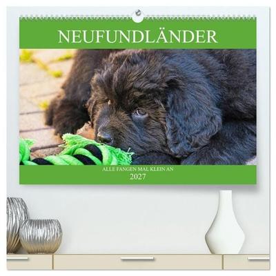 Neufundländer - Alle fangen mal klein an (hochwertiger Premium Wandkalender 2027 DIN A2 quer), Kunstdruck in Hochglanz