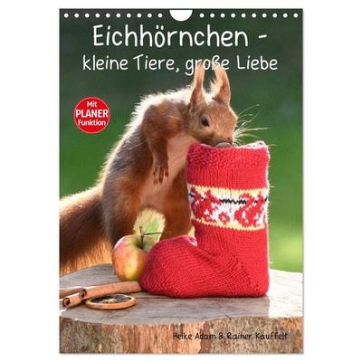 Eichhörnchen - kleine Tiere, große Liebe (Wandkalender 2027 DIN A4 hoch), CALVENDO Monatskalender