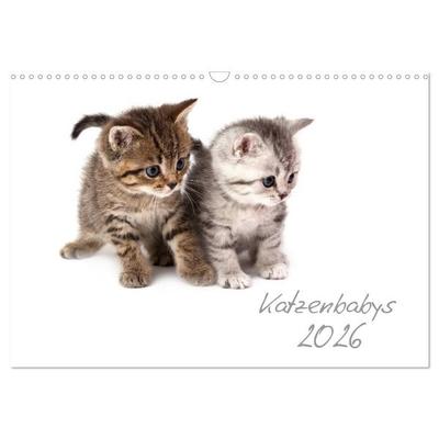 Katzenbabys (Wandkalender 2026 DIN A3 quer), CALVENDO Monatskalender