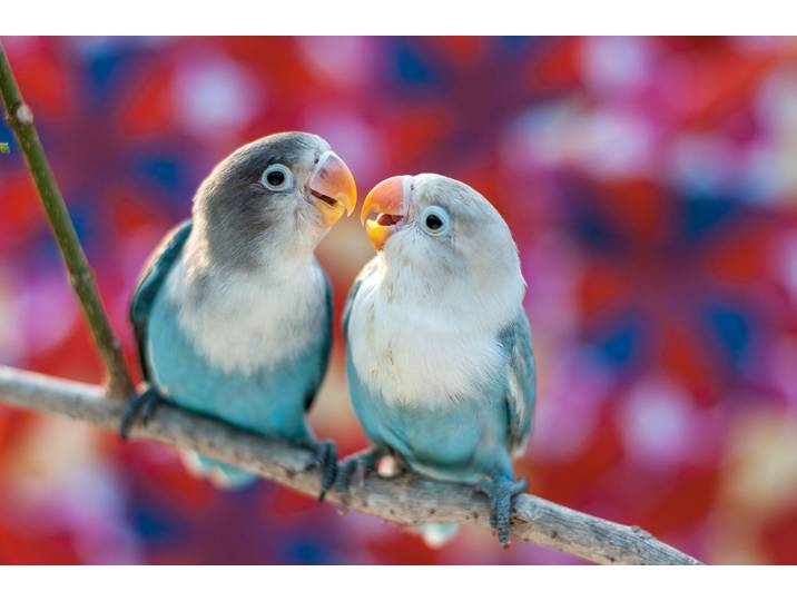 Papermoon Love Birds glatt