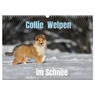 Collie Welpen im Schnee (Wandkalender 2027 DIN A3 quer), CALVENDO Monatskalender
