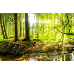 Fototapete PAPERMOON "WALD IM FRÜHLING SONNENLICHT", bunt, B:5m L:2,8m, Vlies, Tapeten