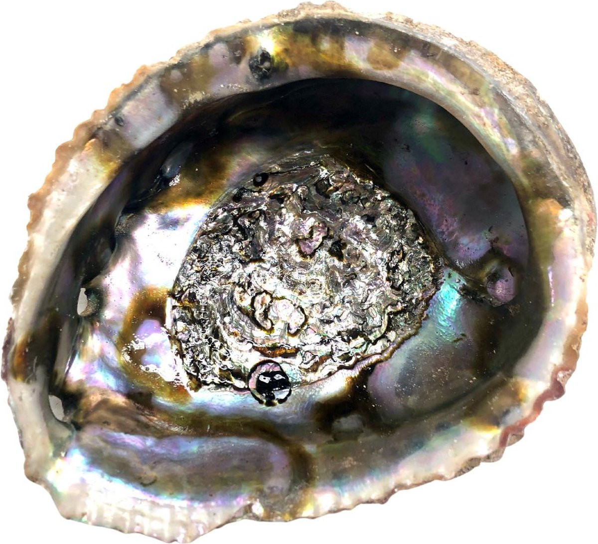 Jiri & Friends Abalone schelp voor volwassenen
