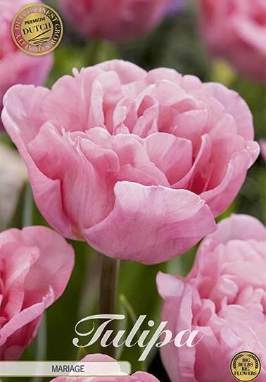 Sam van Schooten Tulpenbollen Mariage (7 stuks)