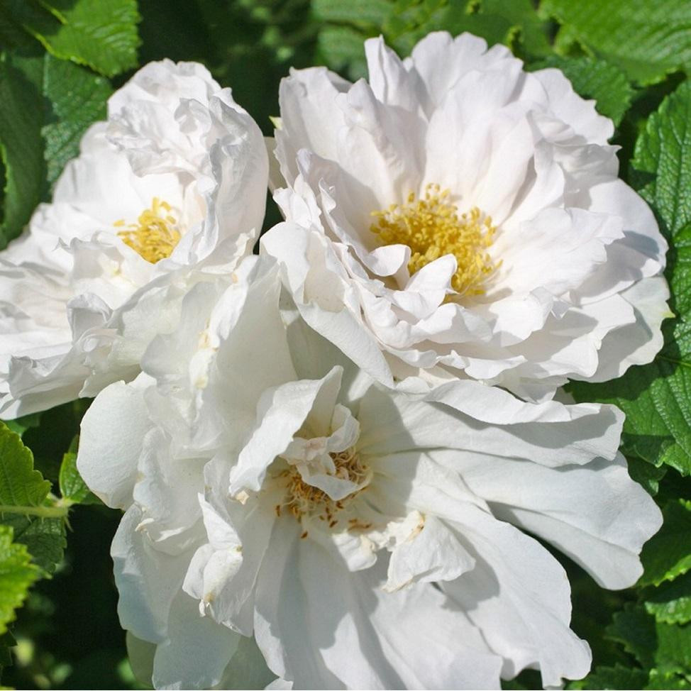 Kordes-Rugosa Roos White Roadrunner®