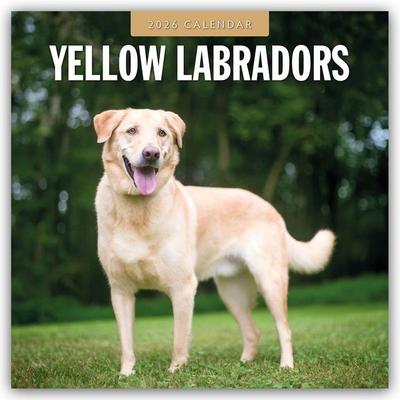 Yellow Labrador Retrievers – Gelber Labrador Retriever 2026 – 16-Monatskalender