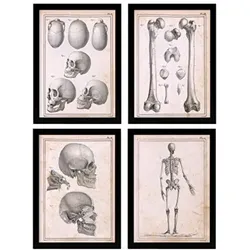 POSTER Set mit 4 Anatomie von Körperknochen und Kopf A3 Rahmenlos