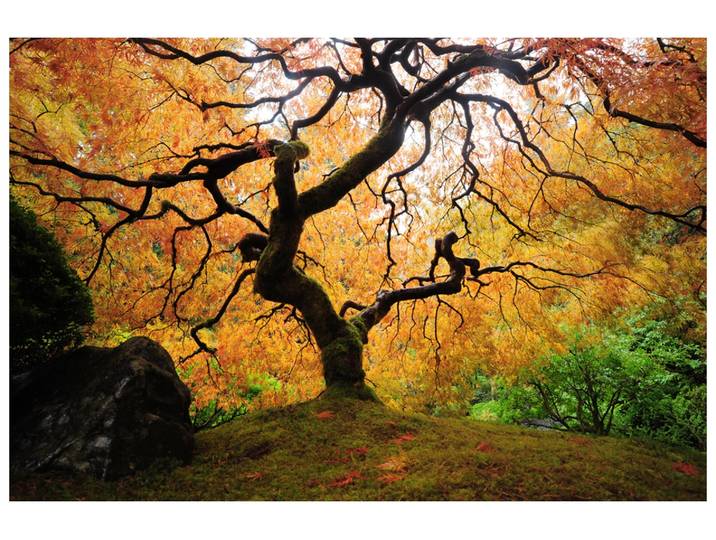 Alubild Der Baum image LAND
