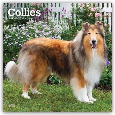 Collies – Langhaarcollie 2027 – 16-Monatskalender
