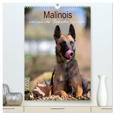 Malinois verlässliche Begleiter (hochwertiger Premium Wandkalender 2027 DIN A2 hoch), Kunstdruck in Hochglanz