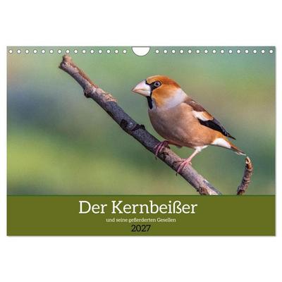 Der Kernbeißer und seine gefiederten Gesellen (Wandkalender 2027 DIN A4 quer), CALVENDO Monatskalender