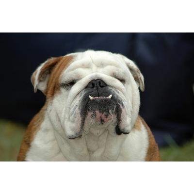 Fototapete PAPERMOON "Englisches Bulldoggenporträt", bunt, B:3m L:2,2m, Vlies, Tapeten