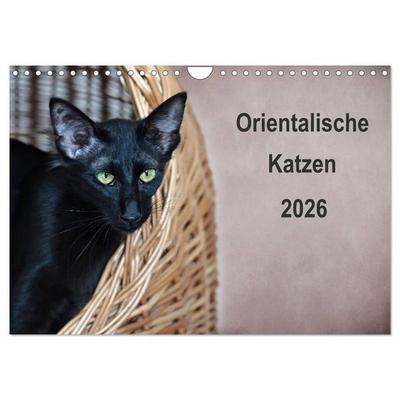 Orientalische Katzen (Wandkalender 2026 DIN A4 quer), CALVENDO Monatskalender