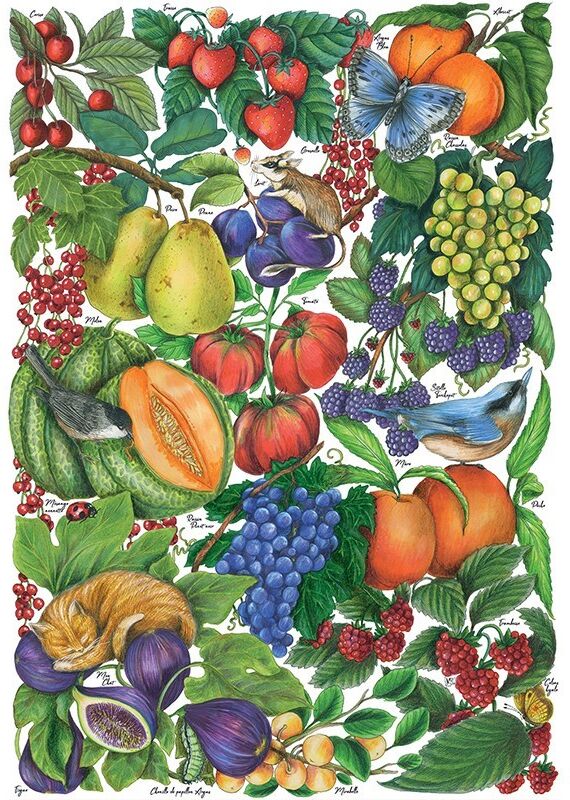 Puzzle 500 pcs Les Fruits d'Eté - Calypto