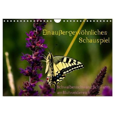 Ein außergewöhnliches Schauspiel (Wandkalender 2027 DIN A4 quer), CALVENDO Monatskalender