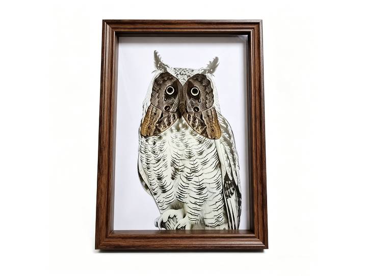 Taxidermie réelle d'oiseaux et de papillons dans une boîte à ombre encadrée, collection authentique de spécimens de papillons Caligo Eurilochus, cadeau idéal