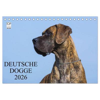 Deutsche Dogge 2026 (Tischkalender 2026 DIN A5 quer), CALVENDO Monatskalender