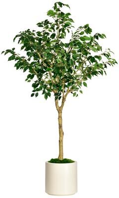 Edvivi Artificial Ficus Tree in White Decor Pot